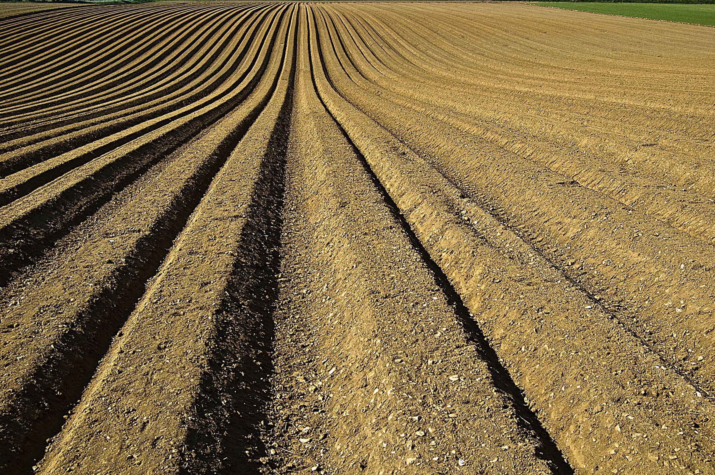 Plowed furrows converging toward the horizon of an open field