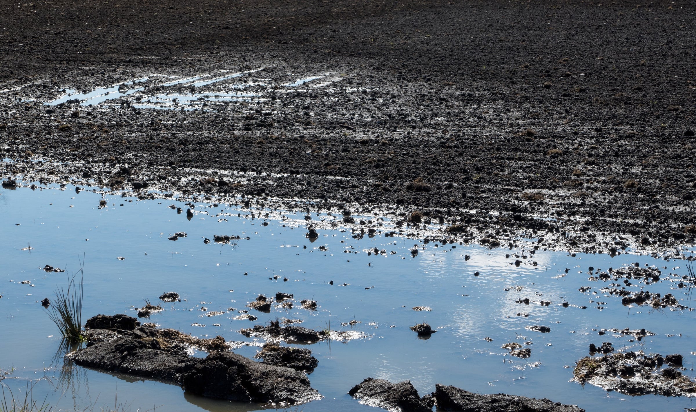 Standing water lying across the furrows of an unplanted field