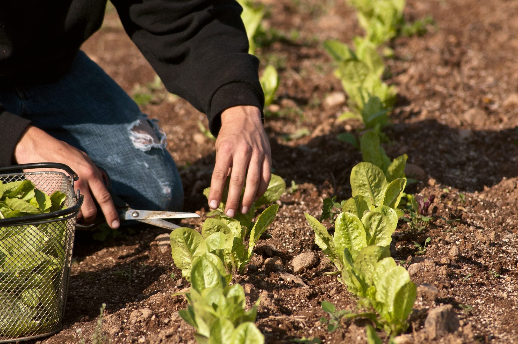 A worker harvesting leafy greens by hand in a field