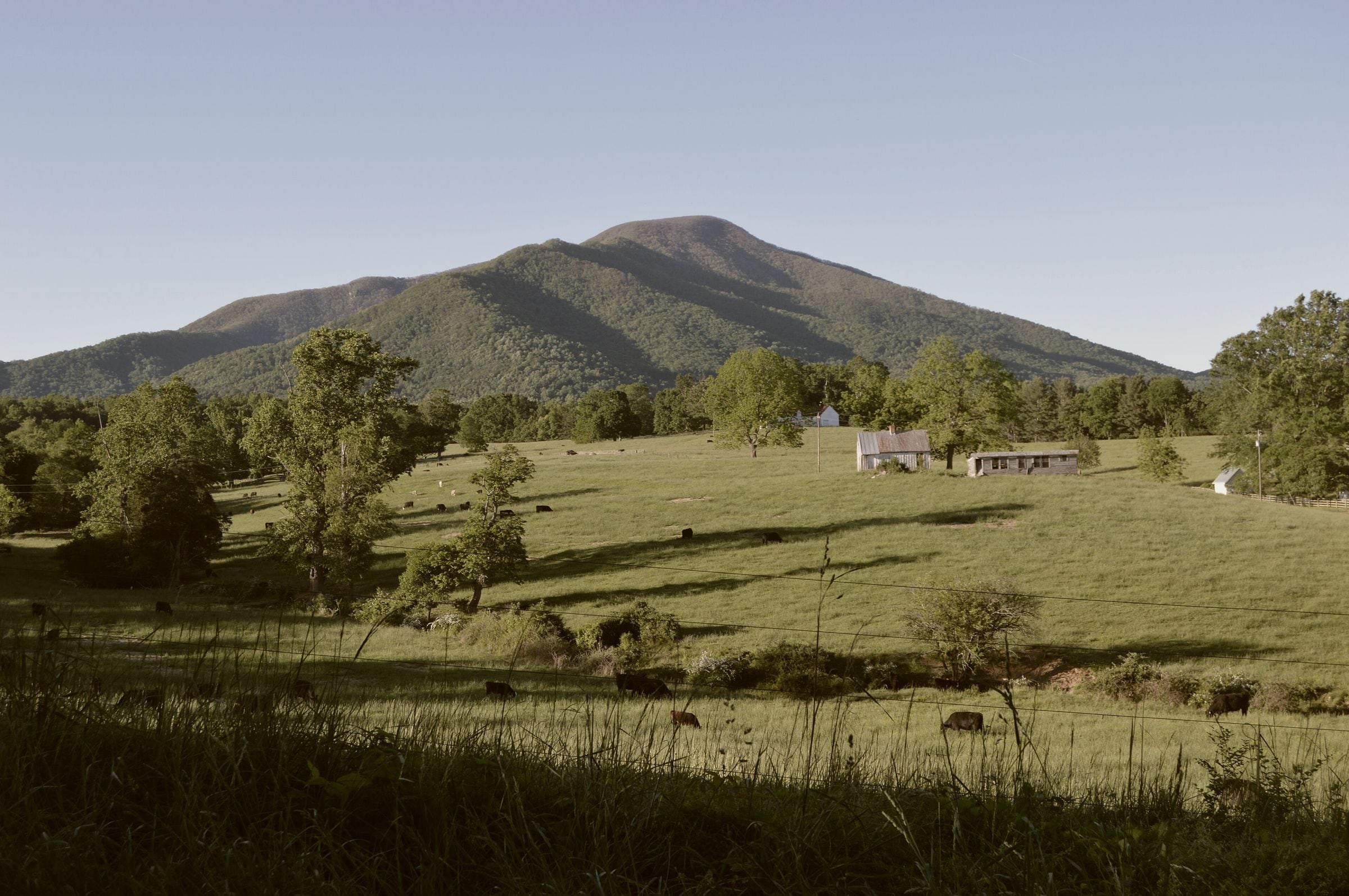 Cattle pasture below a mountain in western Virginia
